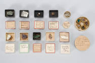 plastic box containing 11 mineral samples in small cardboard boxes