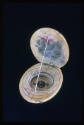oval ivory diptych sundial